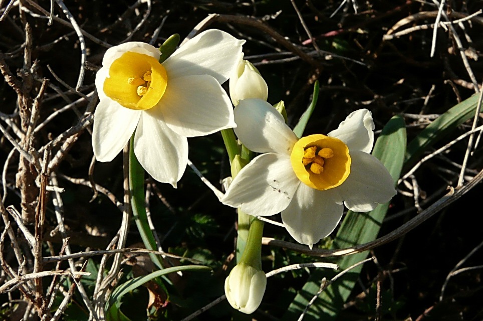 Narcissus tazetta